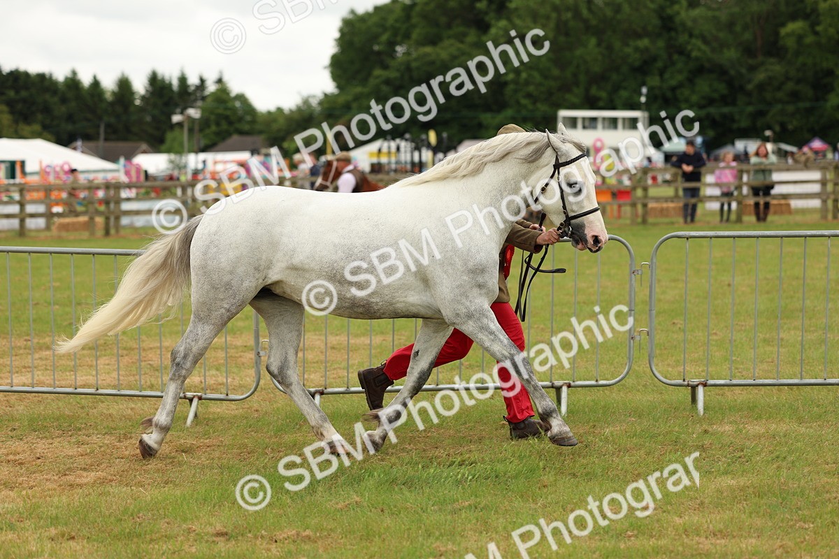 SBM_04283 - Class 64-67 - Shetland Pony In Hand