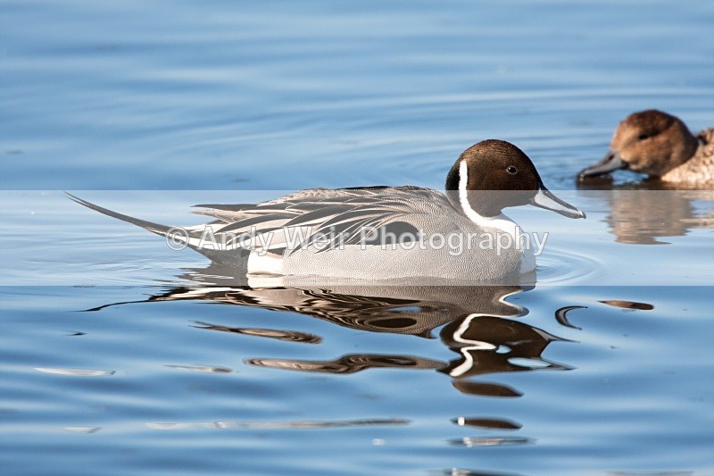 20100307-118 - Pintail