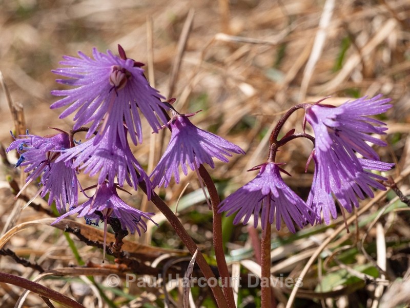 Spring pasque flower (Pulsatilla vernalis) - Wild Flowers