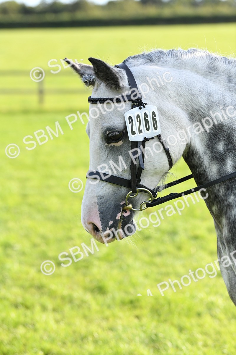 SBM_52400 - S22 - 1st Ridden Show & Show Hunter Pony