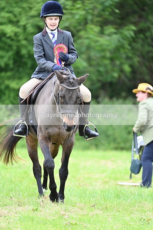 WJ7_4568 - Class 14B Prettiest Mare