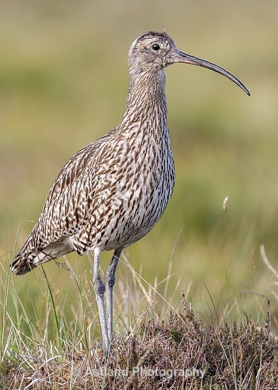 Astland Photography, Bird and Wildlife Images, Susan and Peter Wilson, U.K.