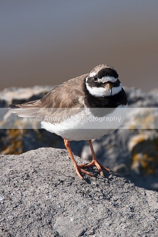 20090920-2009 09 20 Wirral 020 - Ringed Plover