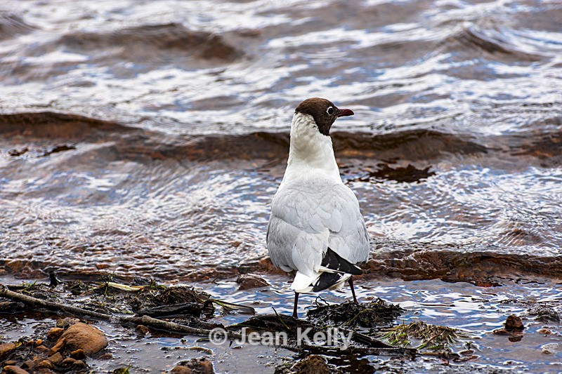 Black-headed Gull - DSC_5940 - Birds