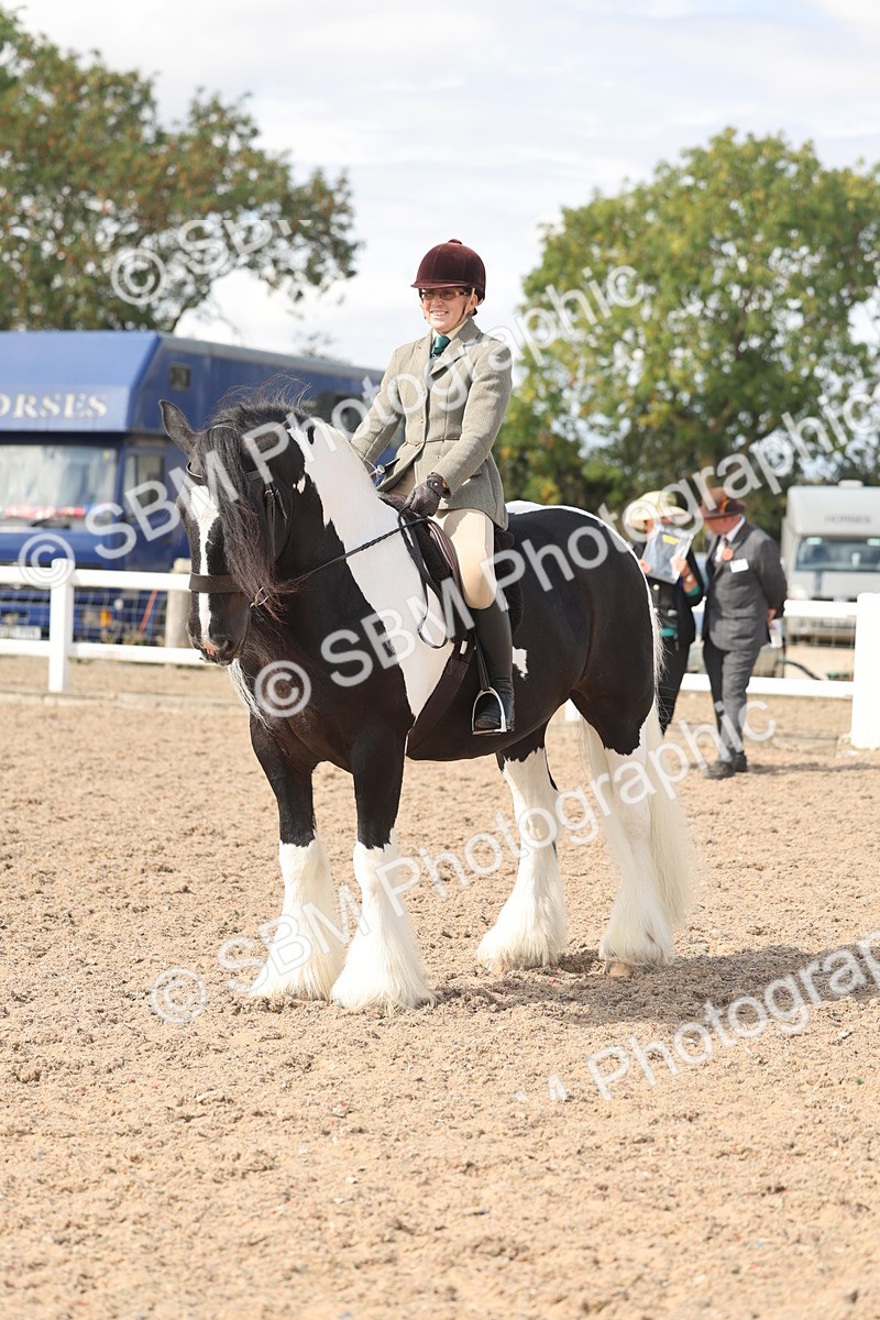 SBM_14799 - Class 308 - Ridden Coloured Horse