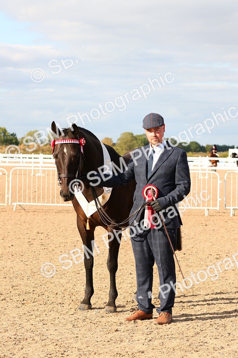 SBM_18417 - Class 318 - IH Part Bred Horse Pony