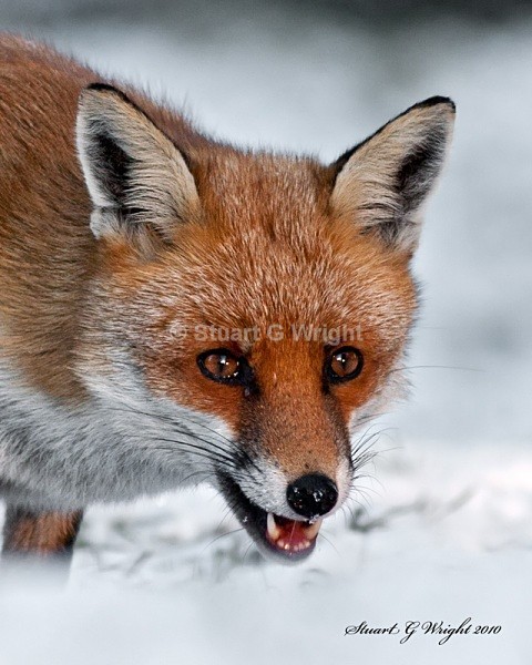 609 - Fox