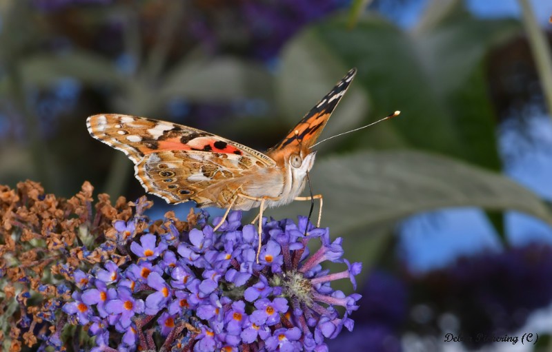 Painted lady - Macro