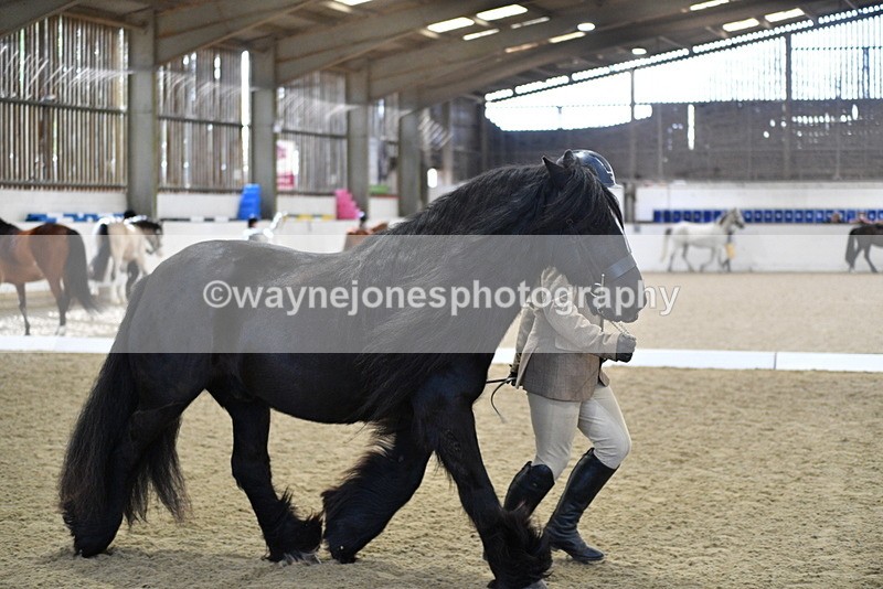 WJ5_4266 - Class 6 In hand M&M - Large Breeds