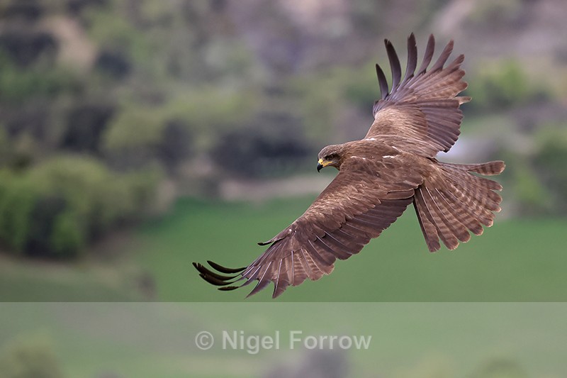 Black Kite flying upper wings showing, Catalonia, Spain - Black Kite