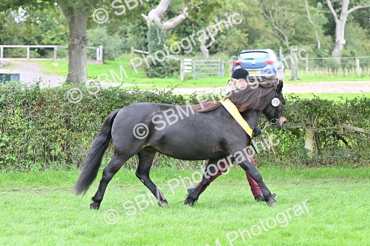 SBM_64993 - In Hand Pony & Younstock Supreme Championship