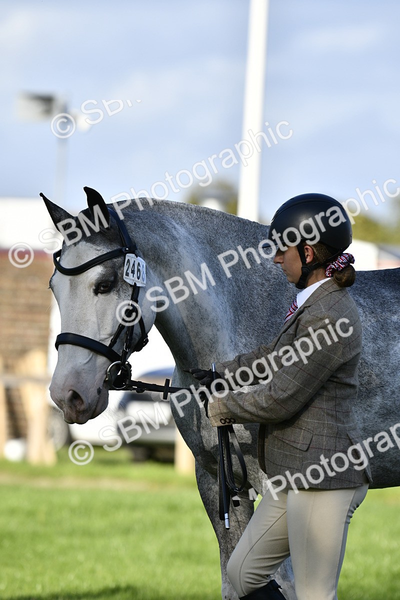 SBM_52236 - S35 - Working Hunter & Working Show Horse