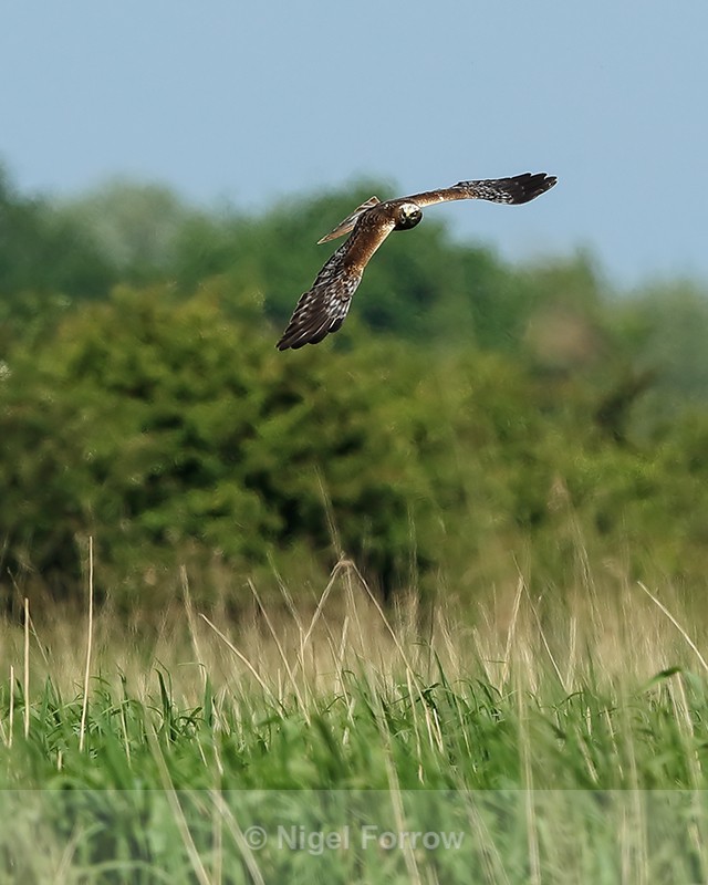 Marsh Harrier in flight, turning, Otmoor RSPB - Marsh Harrier