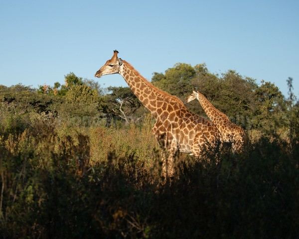 Africa-204 - African Wildlife