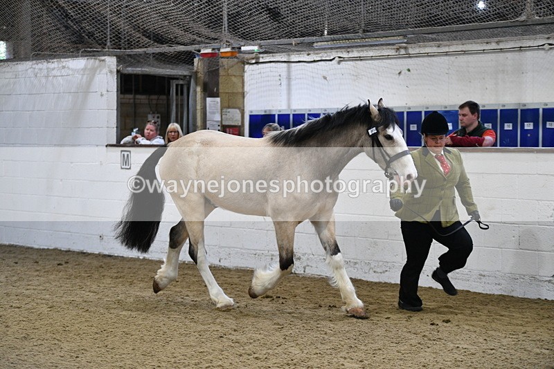 WJ5_3460 - Class 1 Youngstock