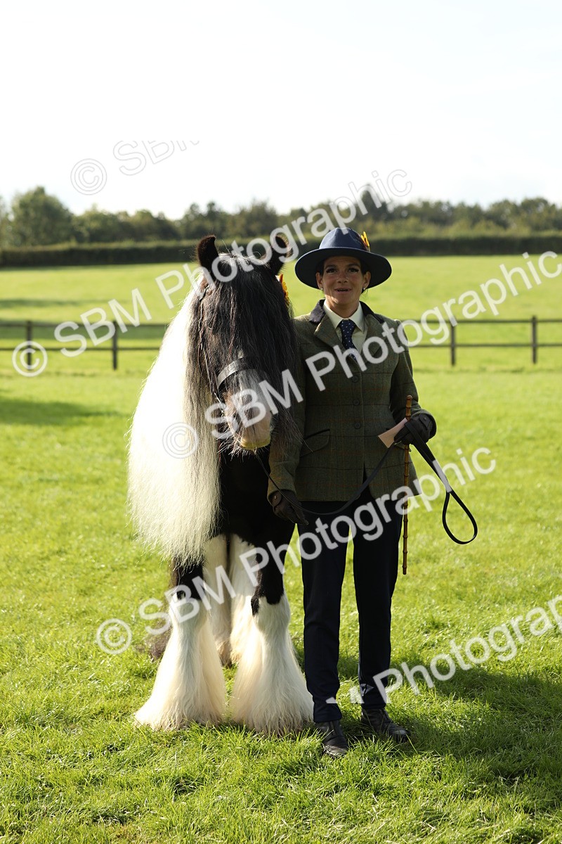 SBM_60997 - S43 - Coloured Pony In Hand