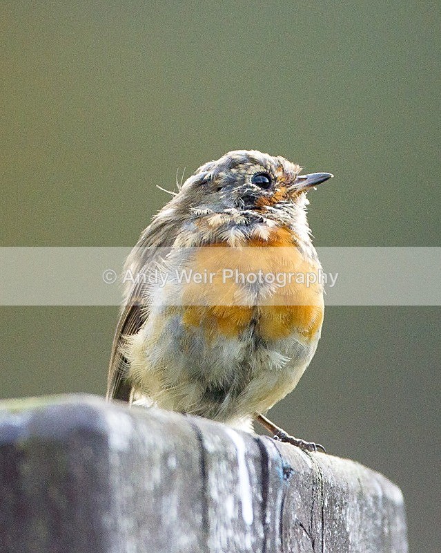 20110929-_MG_7188 - Robin