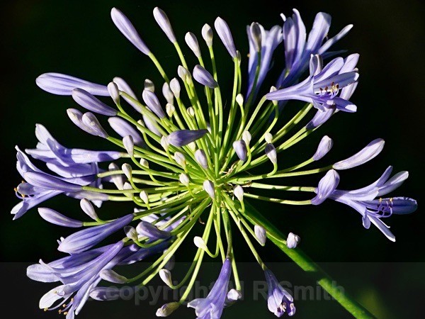 Agapanthus - NEW GALLERY AS A SOUTH AFRICAN RESIDENT