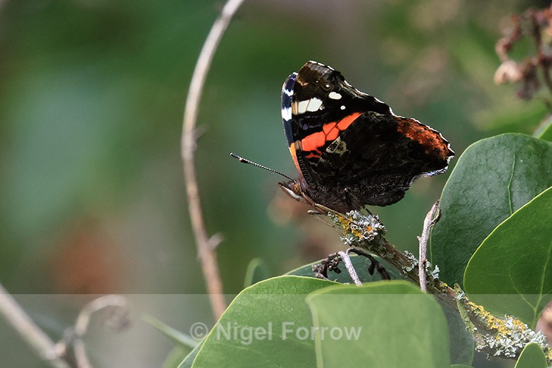 Red Admiral wings closed side view Oxfordshire UK