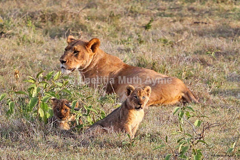 IMG_0790 Nakuru - Lions