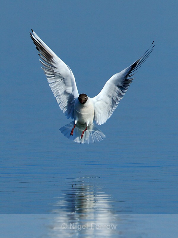 Black-headed Gull about to land in the water at Farmoor - Black-headed Gull