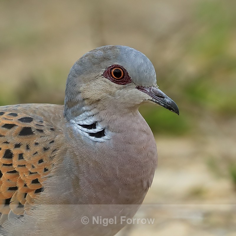 Turtle Dove, close-up, Otmoor RSPB - Turtle Dove