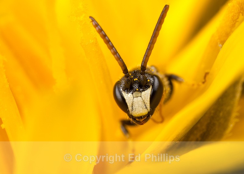 Hyaleus hyalinatus (m) - Hylaeus hyalinatus