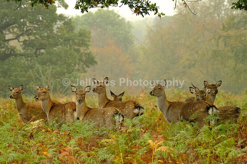  - Wildlife and Nature