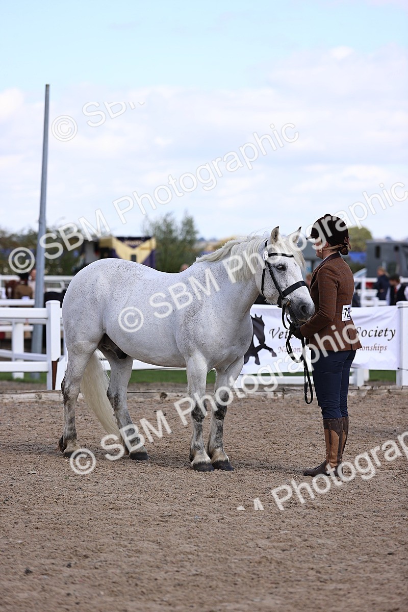 SBM_14397 - Class 412 - Handsomest Gelding (IH or Ridden)Adult