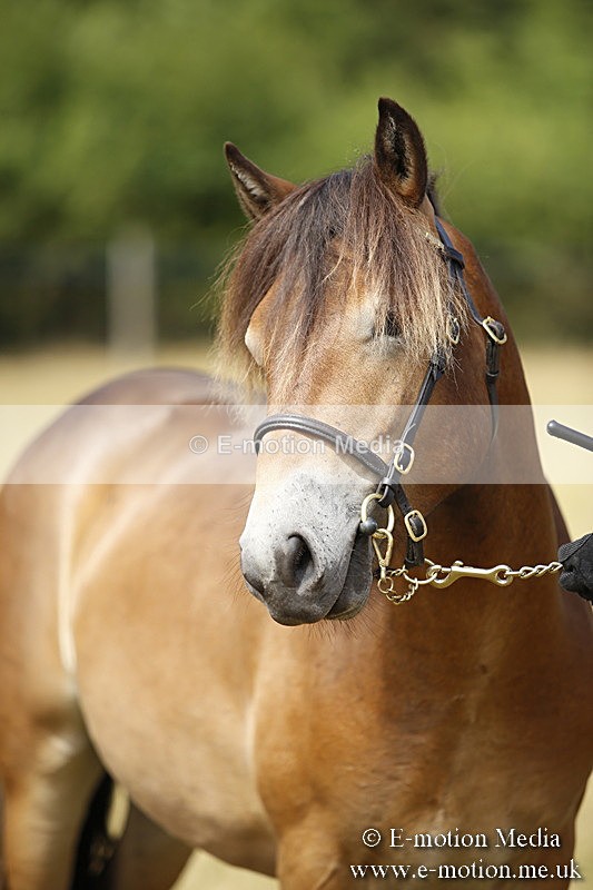 _C7A9649 - BVRC Sow 2018 Ring 2