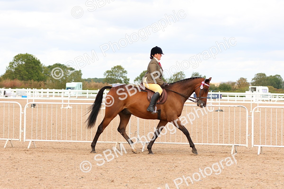 SBM_14087 - Class 213 - Ridden Hack Riding Horse