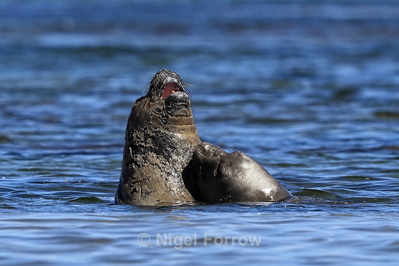 Elephant Seal bitten in fight at sea, Carcass Island, Falklands - Seal