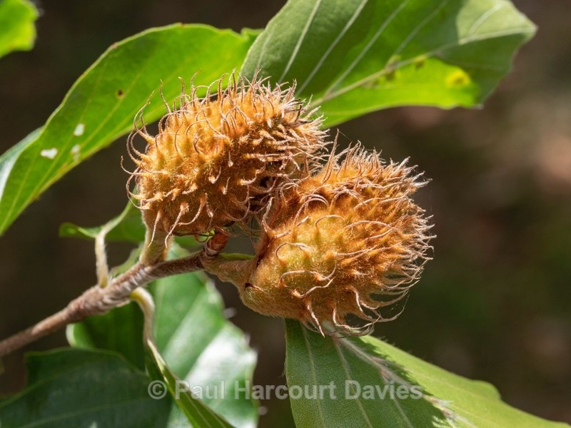 Beech nuts (Fagus sylvatica) - Autumn Colours 2020