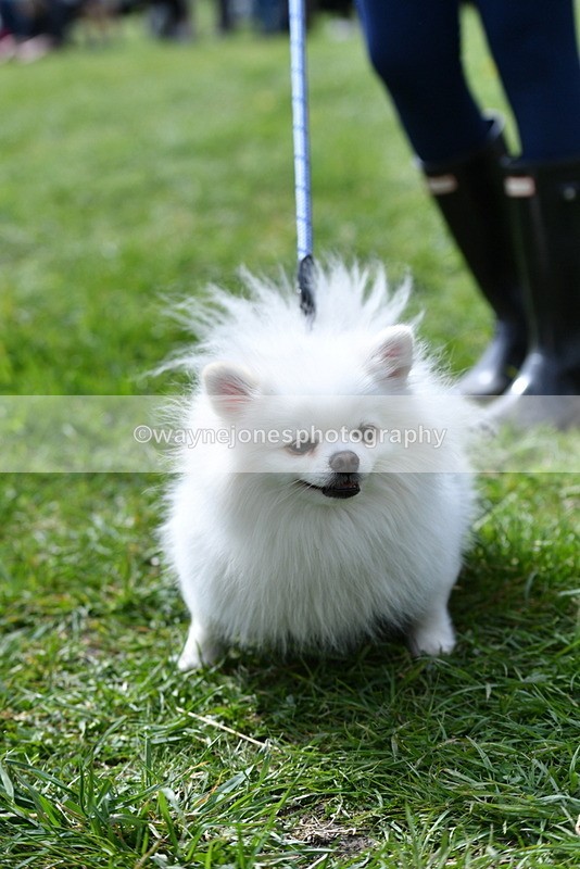 WJ5_9781 - Class 3 Most Handsome Dog