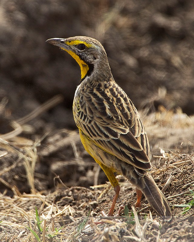 Yellow-throated Longclaw standing on the ground - Yellow-throated Longclaw