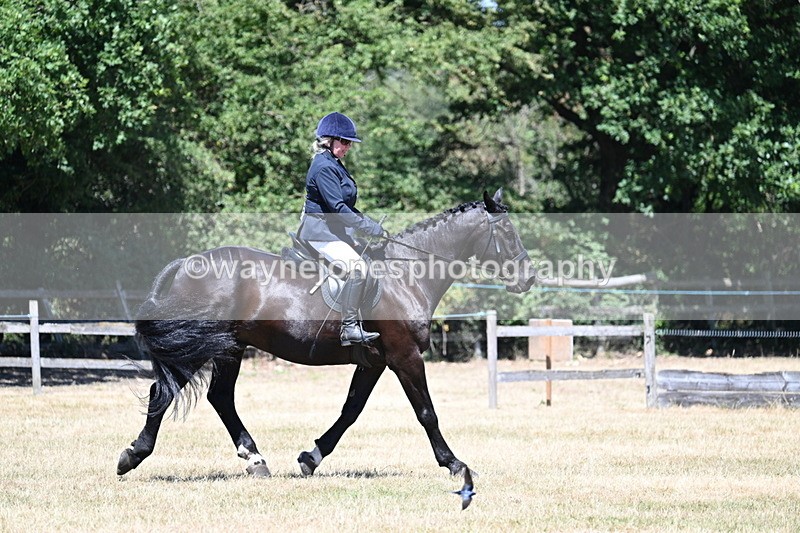 WJ7_2943 - Class 7 Riding Club Show Horse