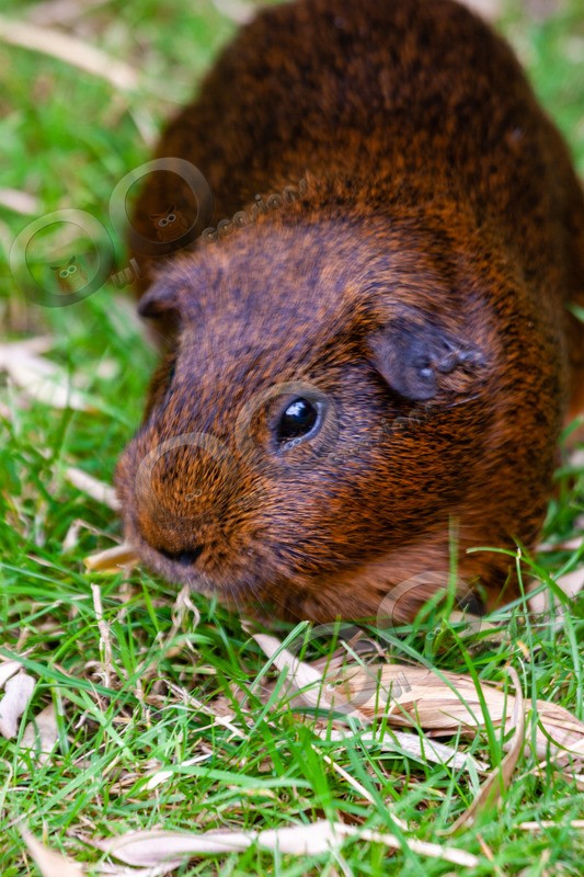 guinea pig cavia porcellus-8973 - Pet Photography