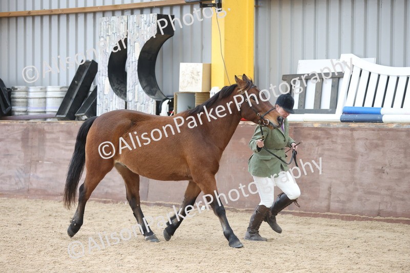 20251109-1074 - Class 29 - Geldings 4 Years and over