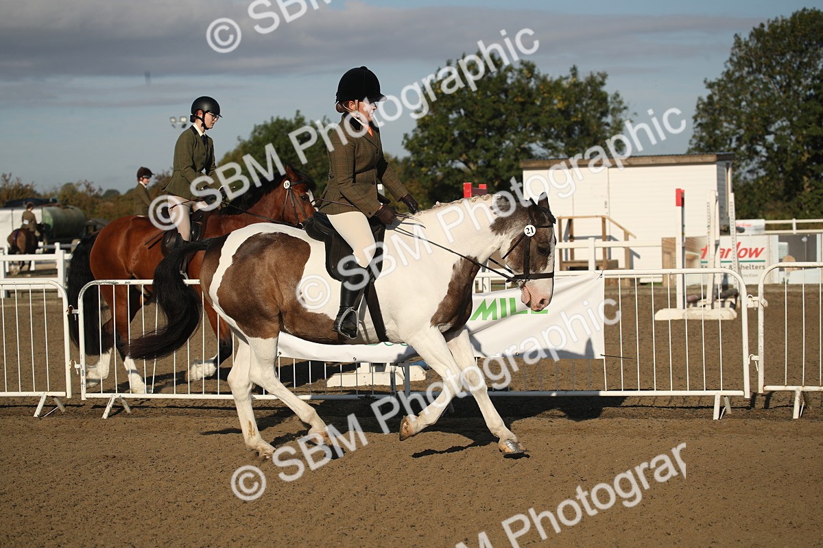 SBM_11530 - Class 502 - Riding Club Horse