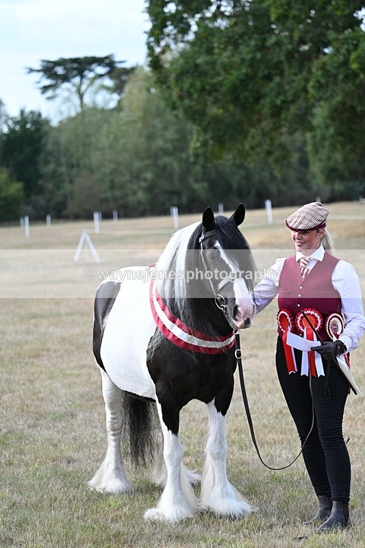 WJ7_8391 - In-hand Championship