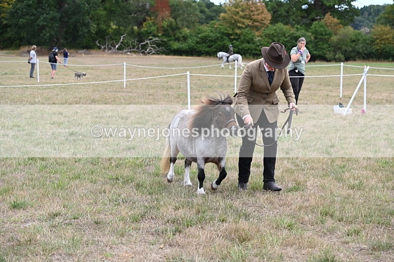 WJ6_5461 - Class 18 In-hand Coloured