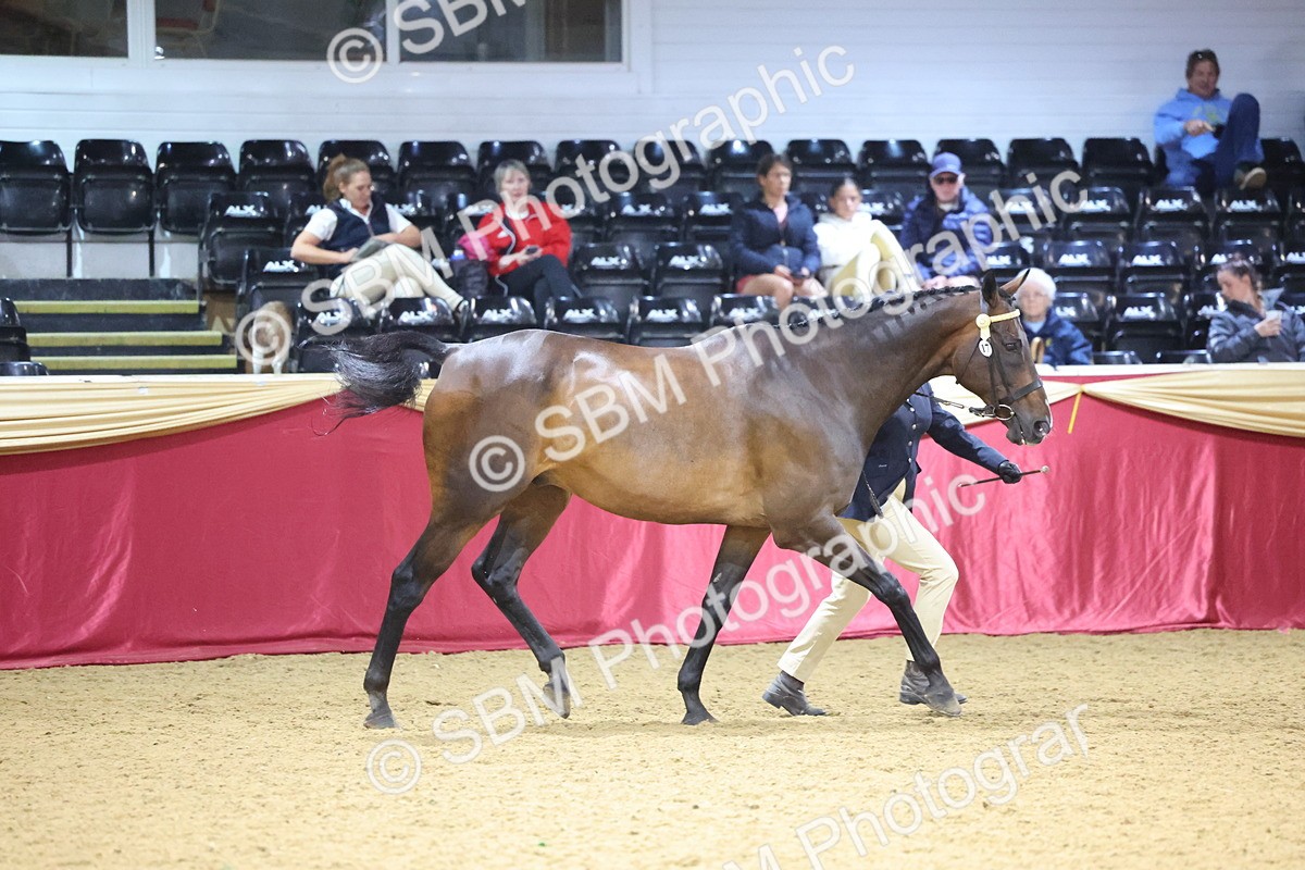 SBM_18802 - Class E IH Horse Champ