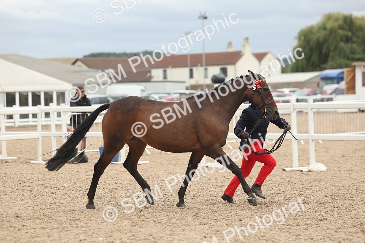 SBM_19259 - Class 317 - IH Pure Bred Horse-Pony