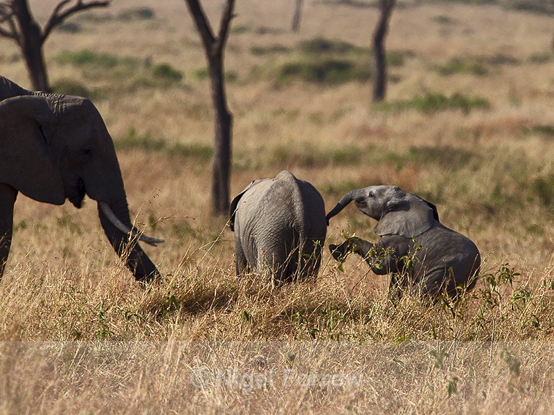Playful baby Elephant - Elephant