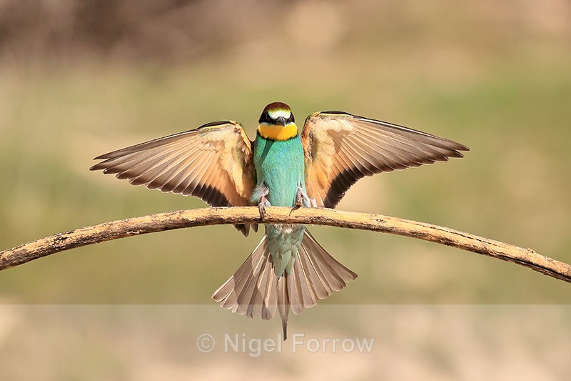 European Bee-eater touchdown, Montgai, Spain - European Bee-Eater