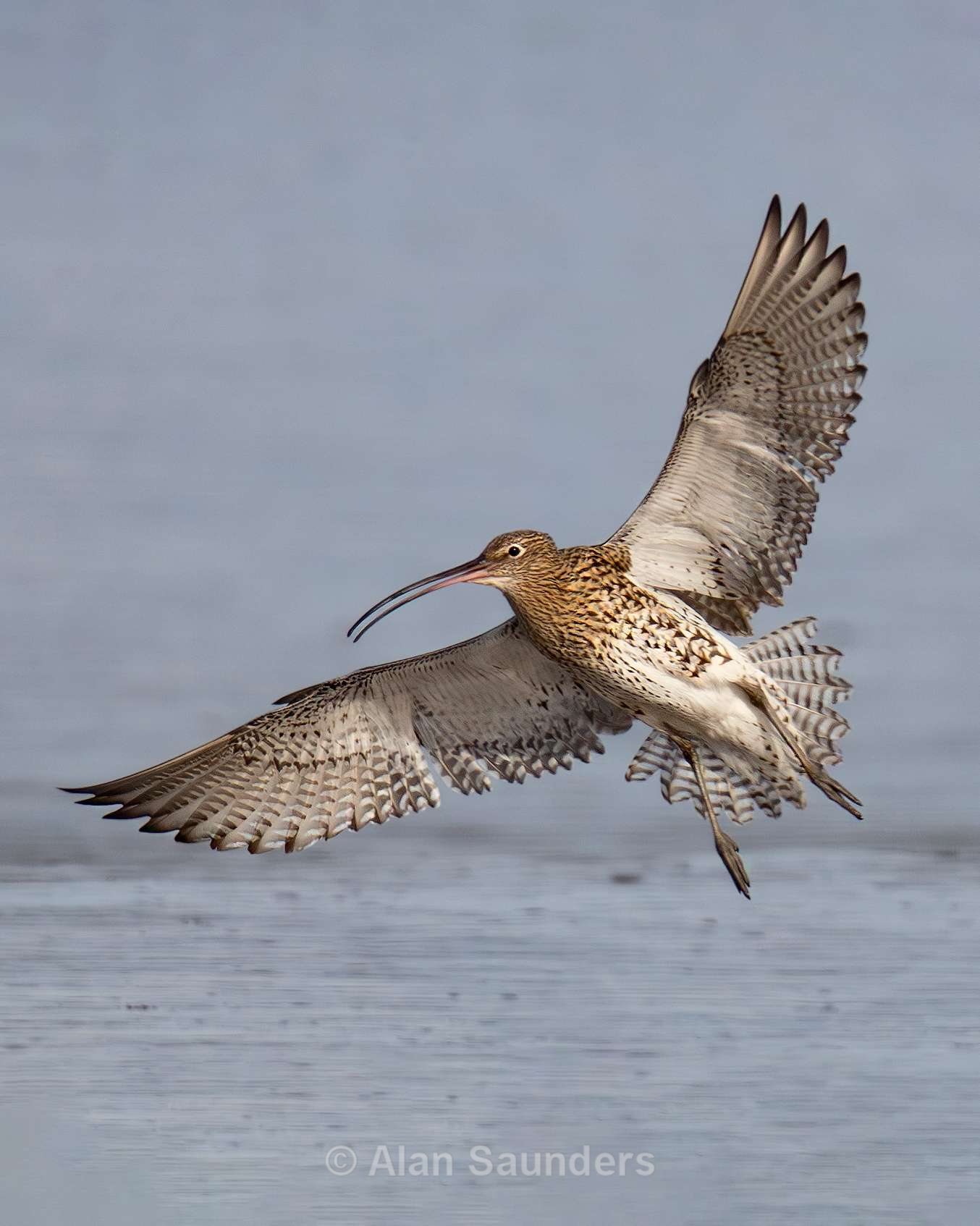 Curlew