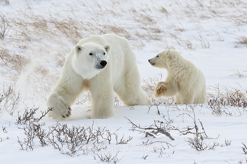 Polar Bear mother & young cub on snow drift, Churchill, Canada - Polar Bear