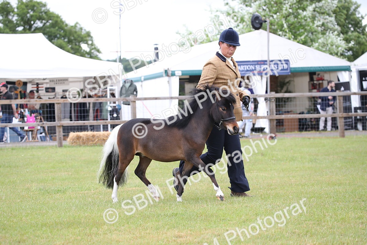 SBM_03730 - Class 23-25 - British Miniature Horse of the Year
