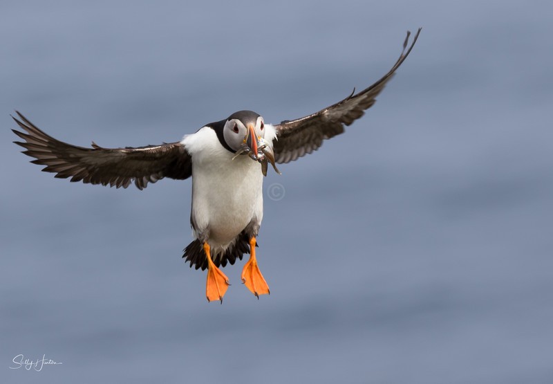 Puffen Flying 1 - Puffins