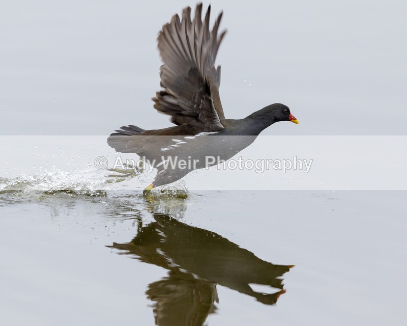 20160312-8E0A2567 - Rails & Coots